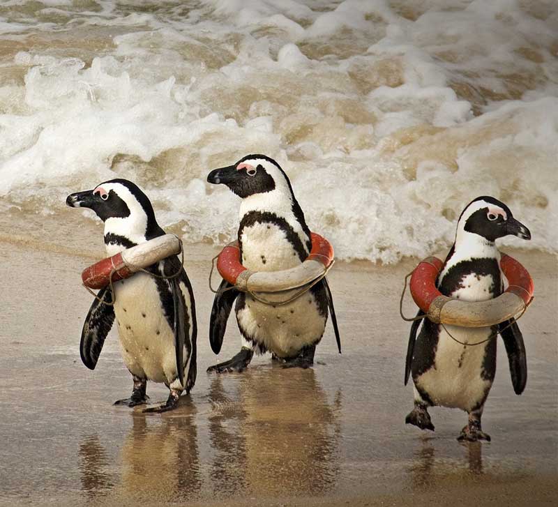 10 comandi Linux